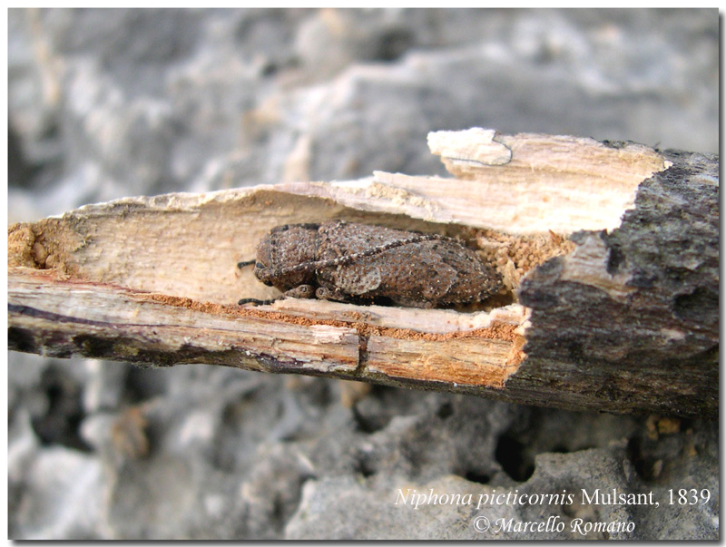  gi tempo di Cerambicidi.....Niphona picticornis